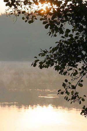 Bild - Baum am See